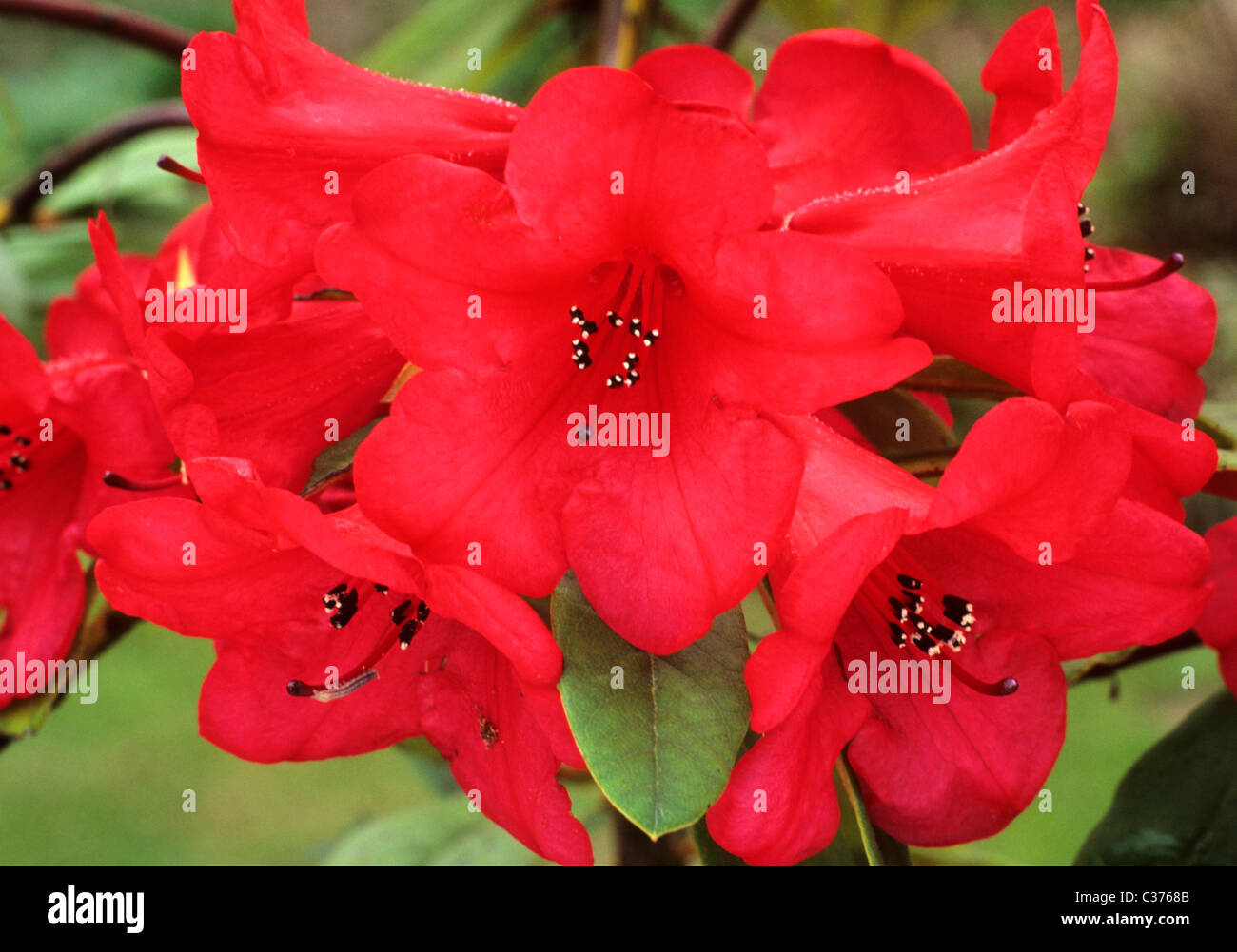 Rhododendron 'Creeping Jenny' red flower flowers rhododendrons azalea azaleas garden plant plants Stock Photo