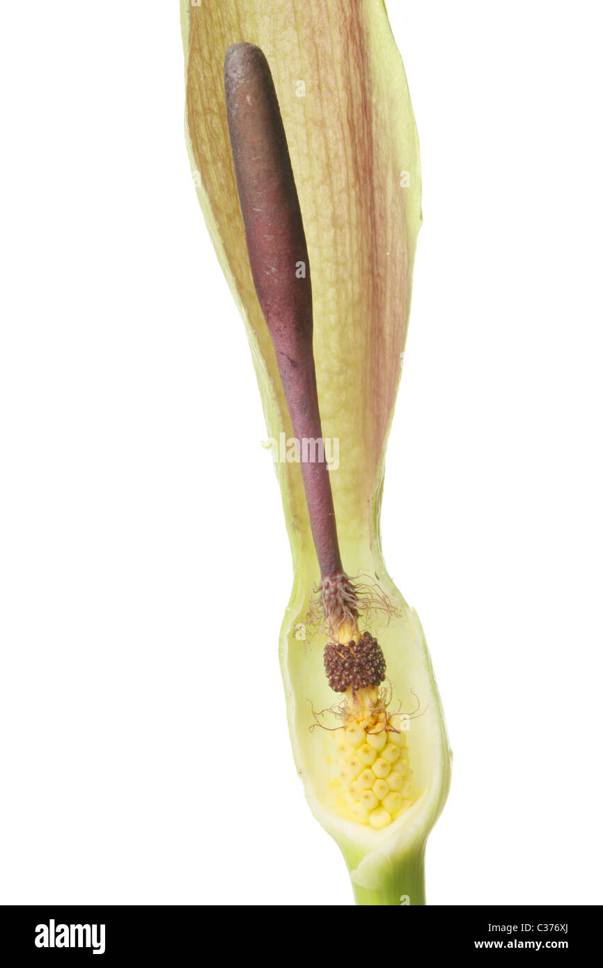 Section through an Arum flower showing the reproductive parts of the flower Stock Photo