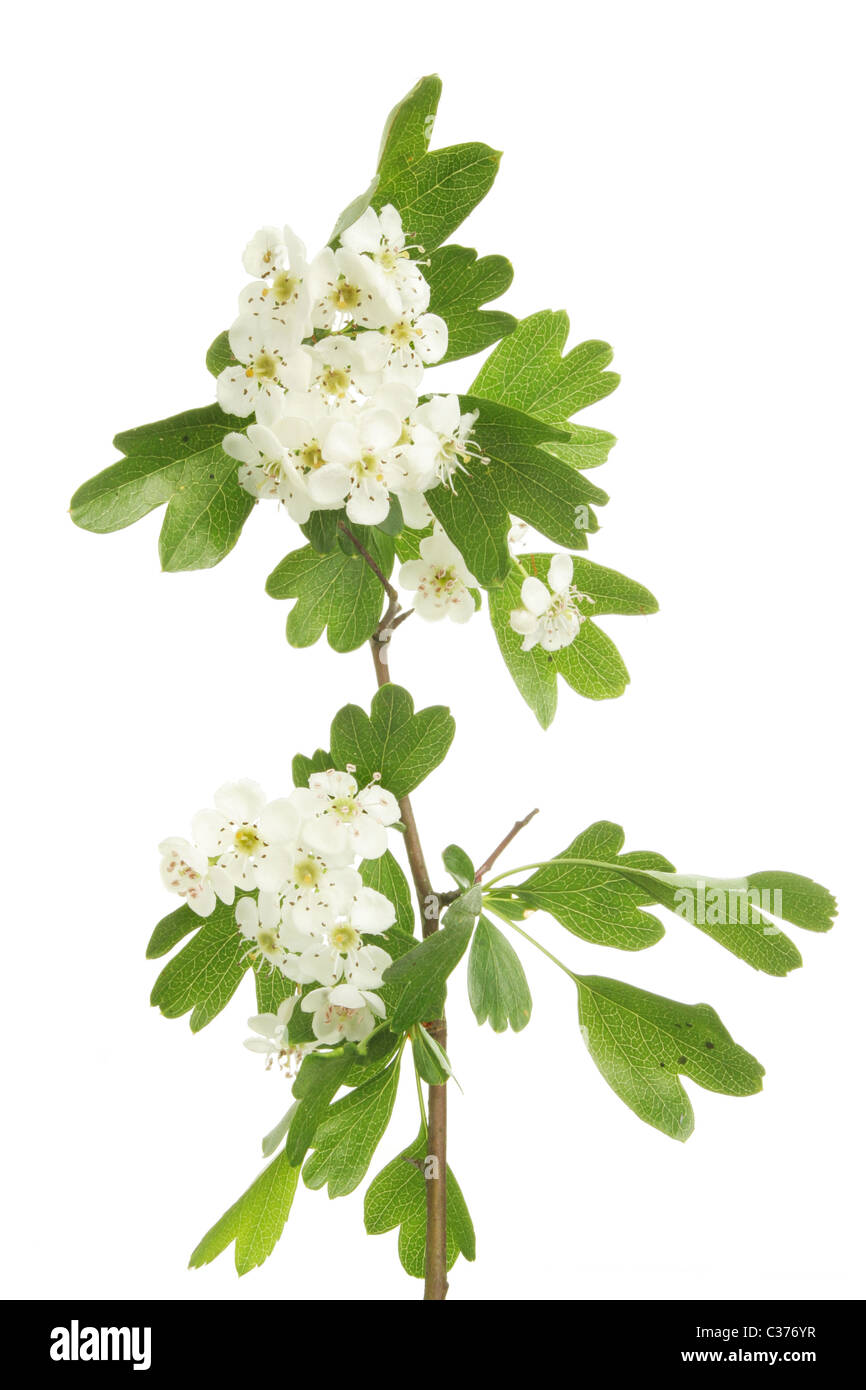Hawthorn flowers and leaves, also known as May blossom Stock Photo