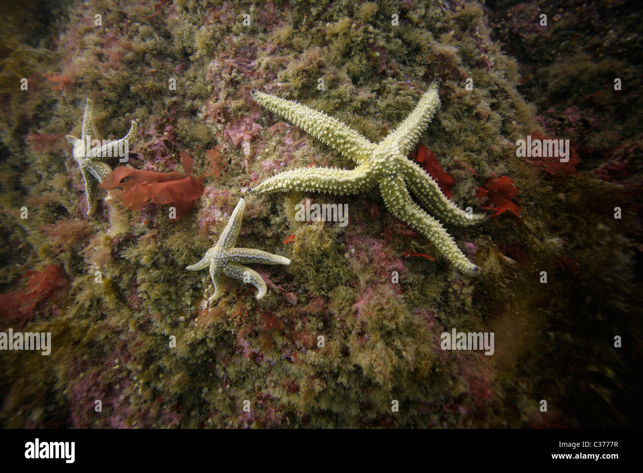 Three common starfish (Asterias rubens) cling to a rock in the waters of the Atlantic Ocean in the Outer Hebrides of Scotland. Stock Photo