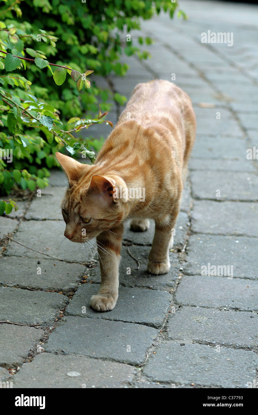 Ginger domestic cat walking along path Stock Photo Alamy