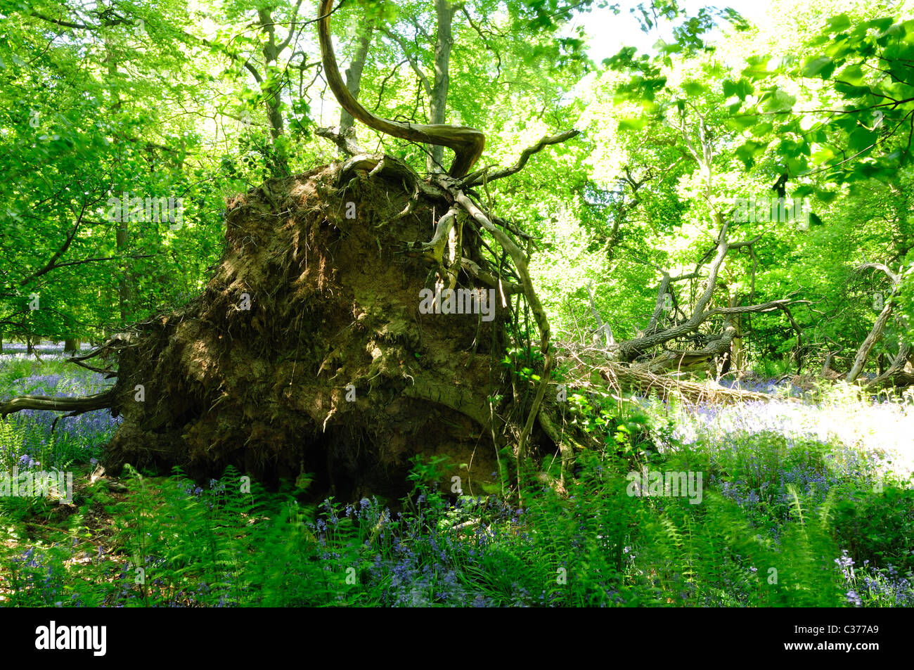 Fallen Uprooted Oak Tree Stock Photo Alamy