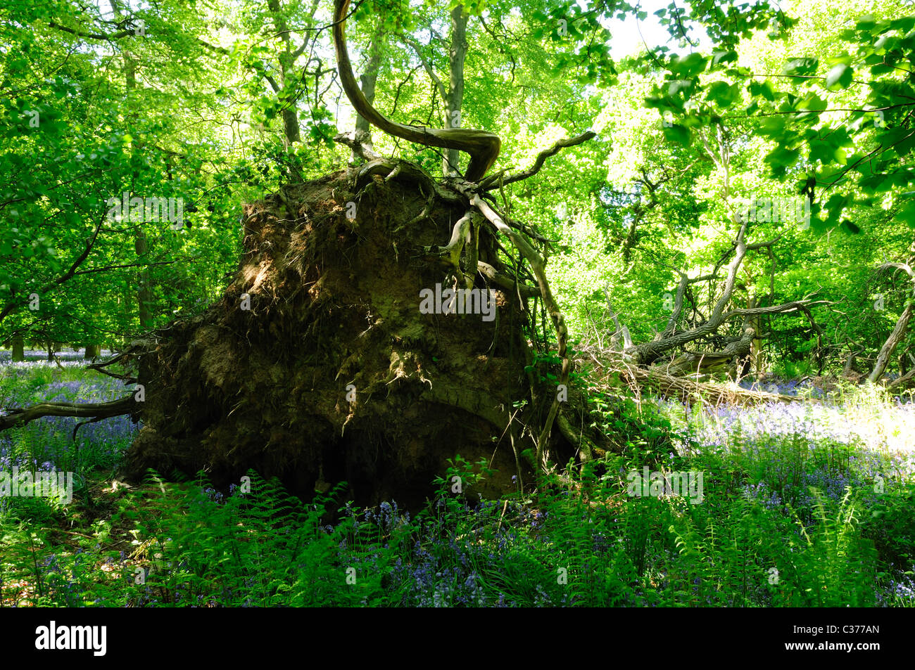 Fallen Uprooted Oak Tree Stock Photo Alamy