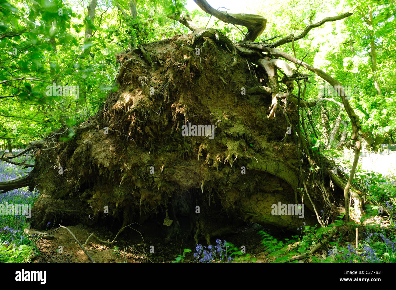 Fallen Uprooted Oak Tree Stock Photo Alamy