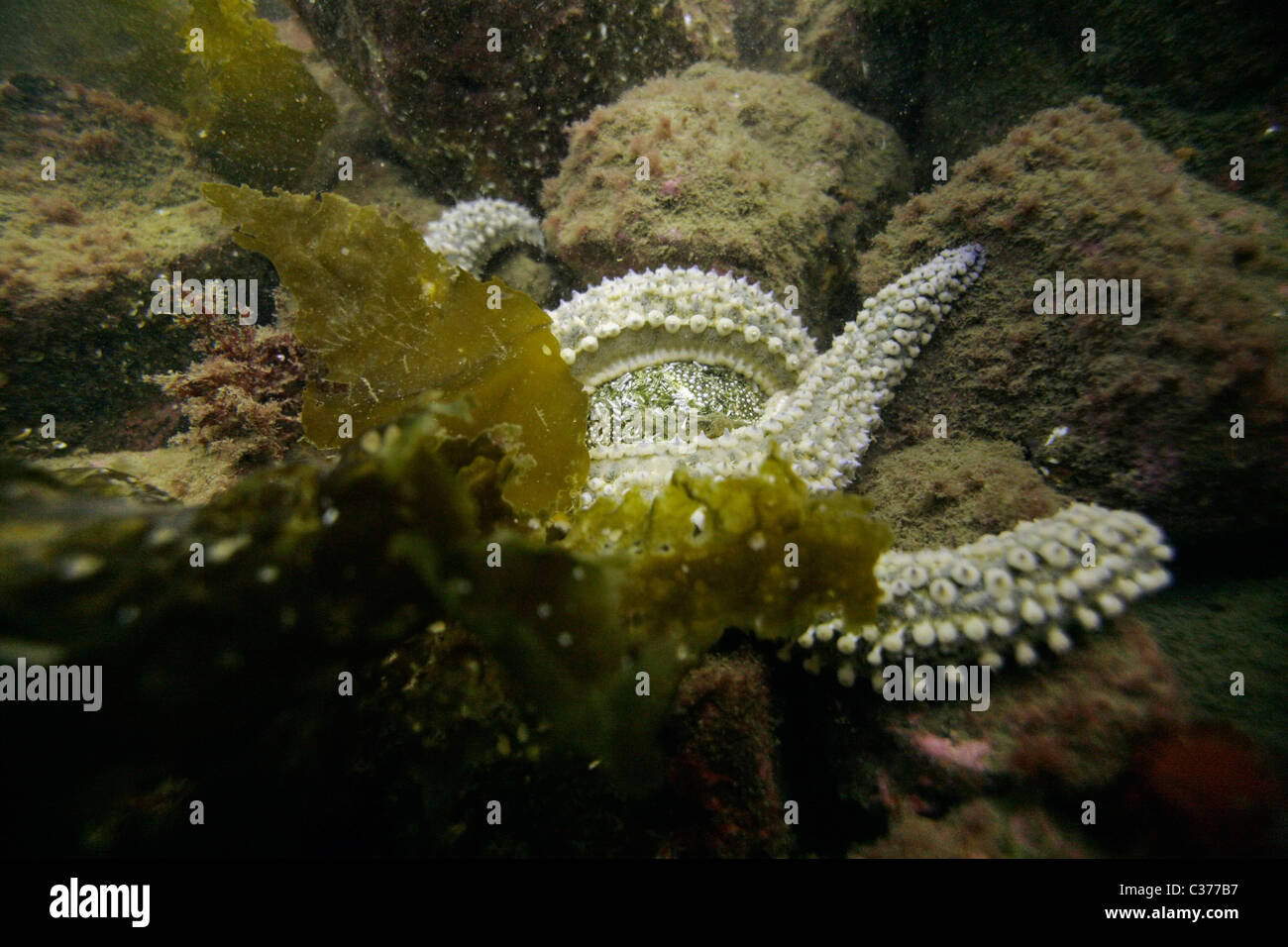 A common starfish (Asterias rubens) feeding on an edible sea urchin (Echinus esculentus). Atlantic Ocean Scotland Stock Photo