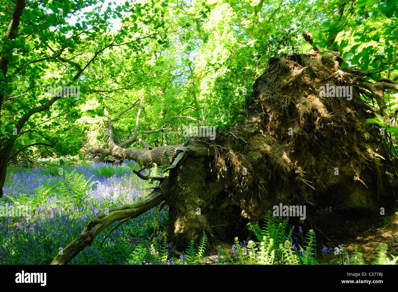 Fallen Uprooted Oak Tree Stock Photo Alamy