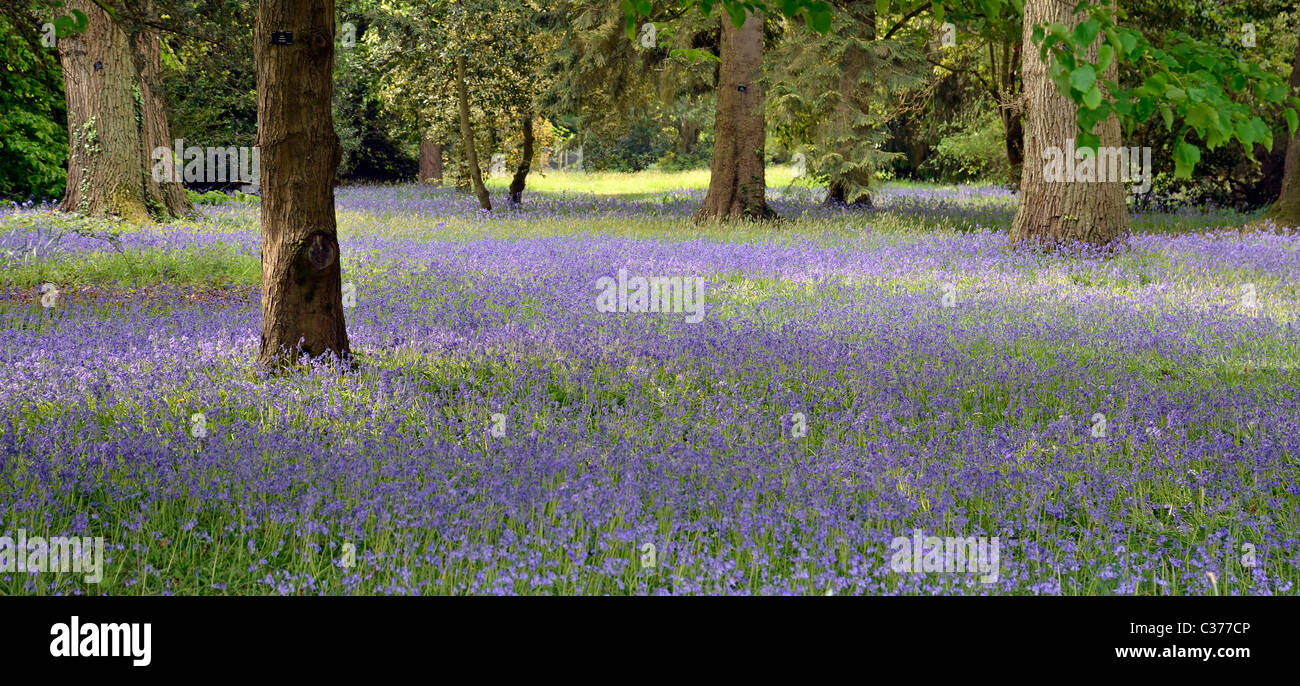 english bluebells Stock Photo