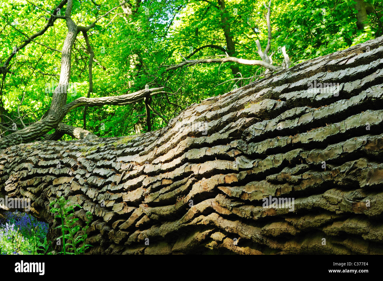 Fallen Oak In English Deciduous Woodland. Stock Photo