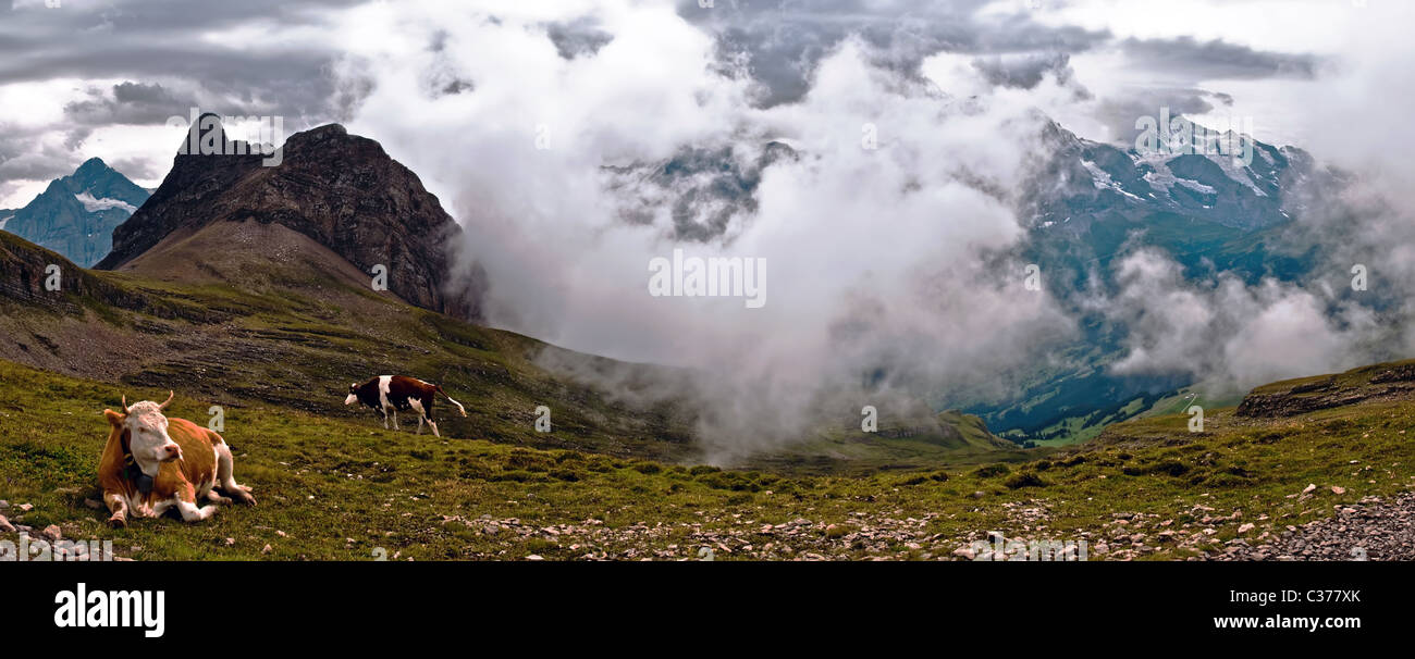 two cows in front of Alpine panorama with mountains and clouds Stock ...