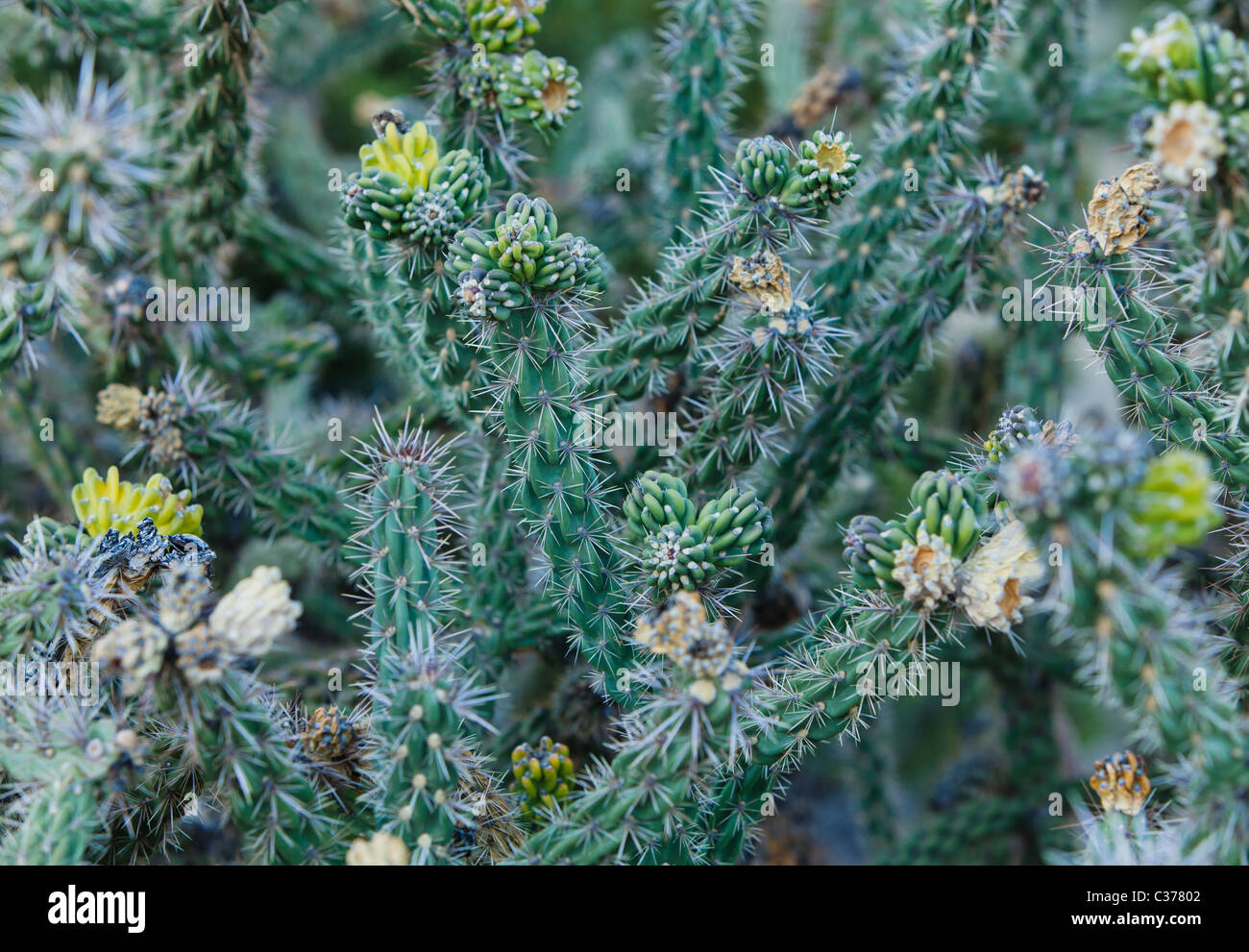 Closeup view of a Cholla cactus in the foothills of the Sandia mountains outside Albuquerque, New Mexico, USA. Stock Photo