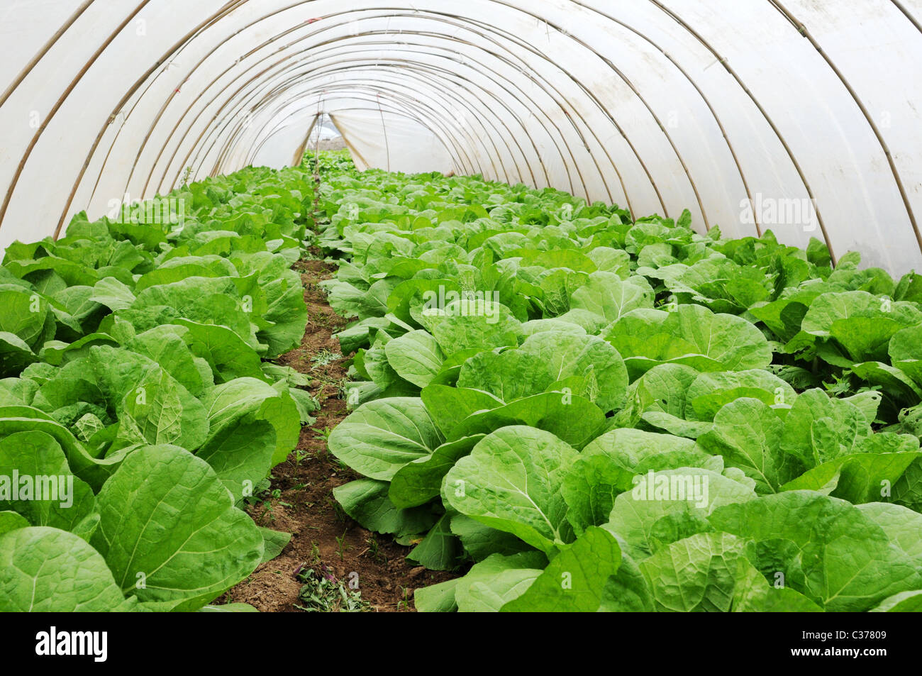 Greenhouse Stock Photo Alamy