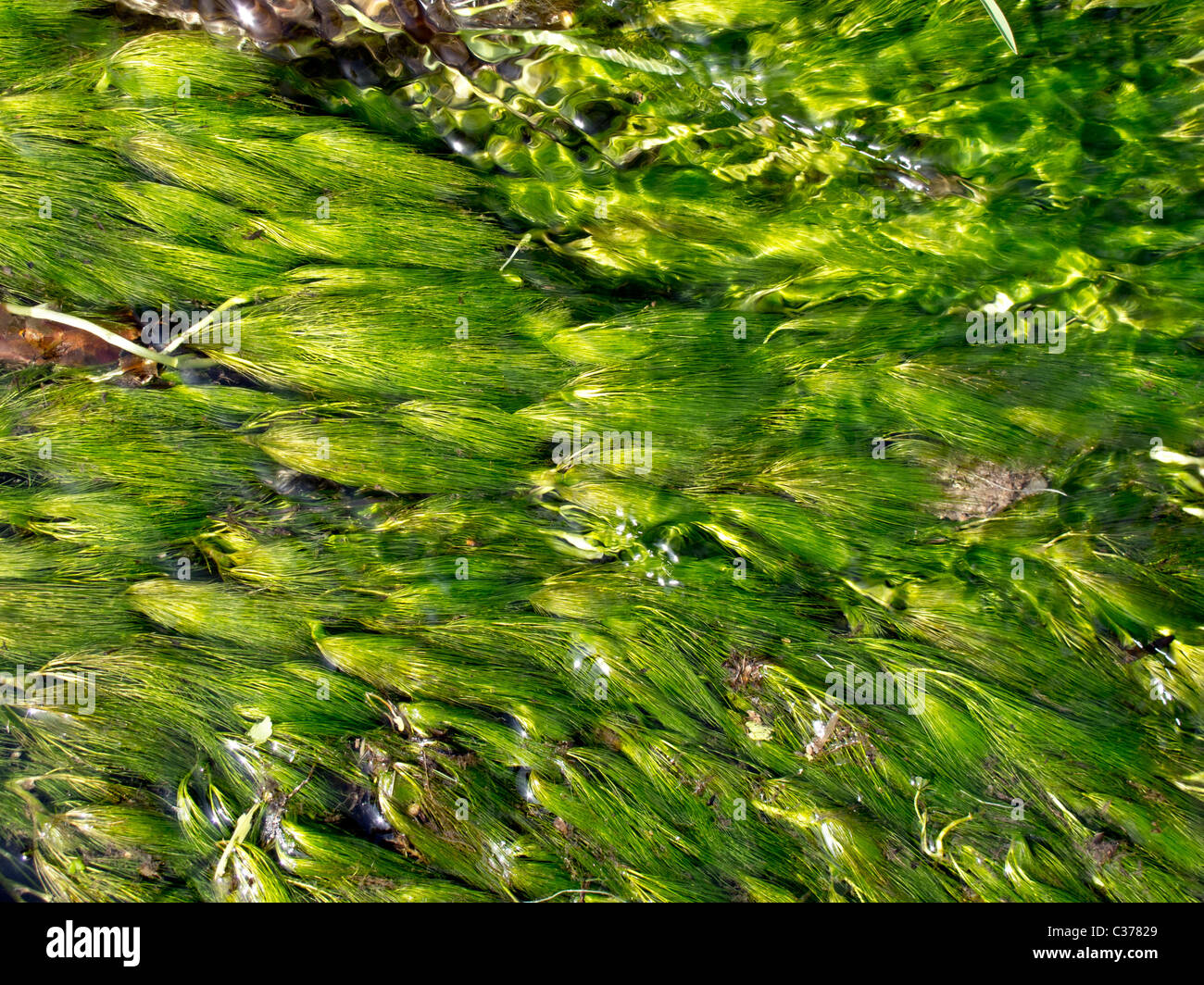 River full green water plants hi-res stock photography and images - Alamy