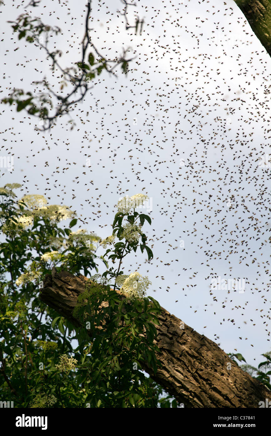 Swarm Of Flies Stock Photos & Swarm Of Flies Stock Images Alamy
