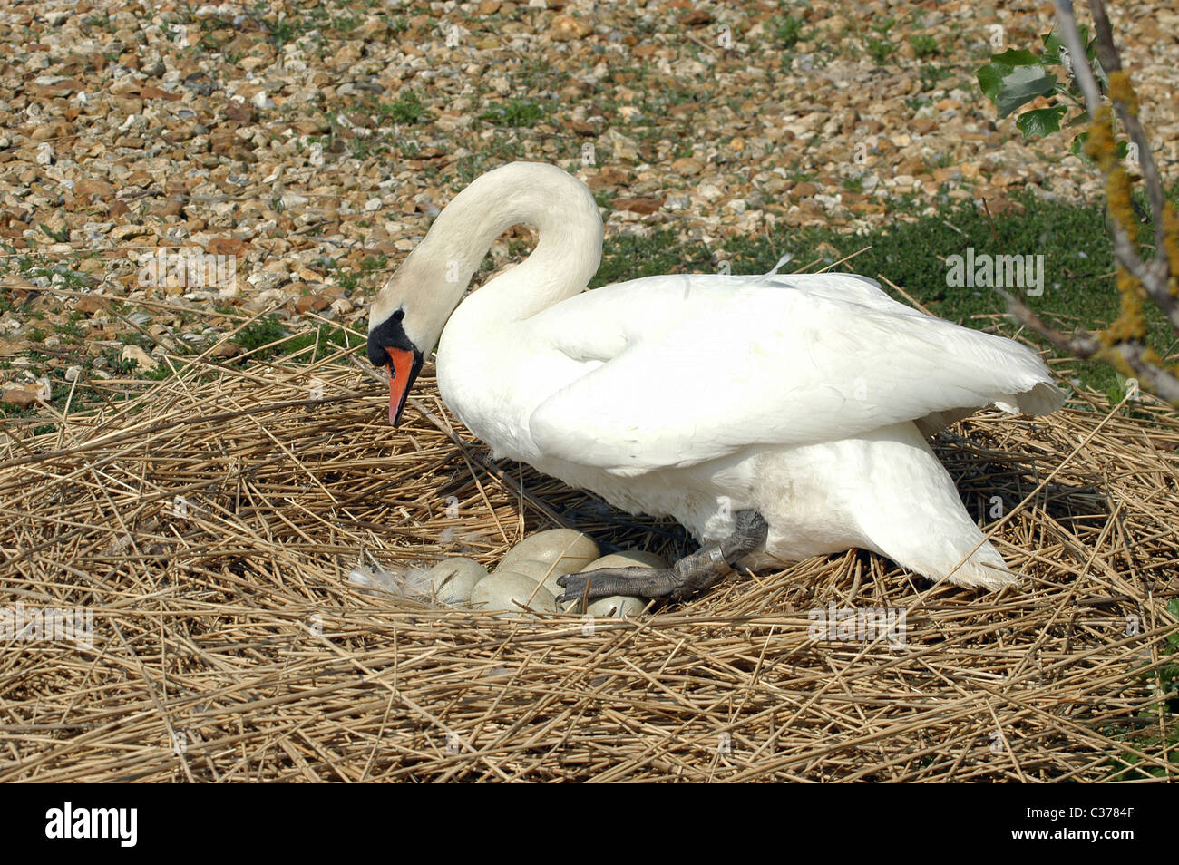 Mute swan turning her eggs at the Abbotsbury Swannery, Dorset, UK Stock