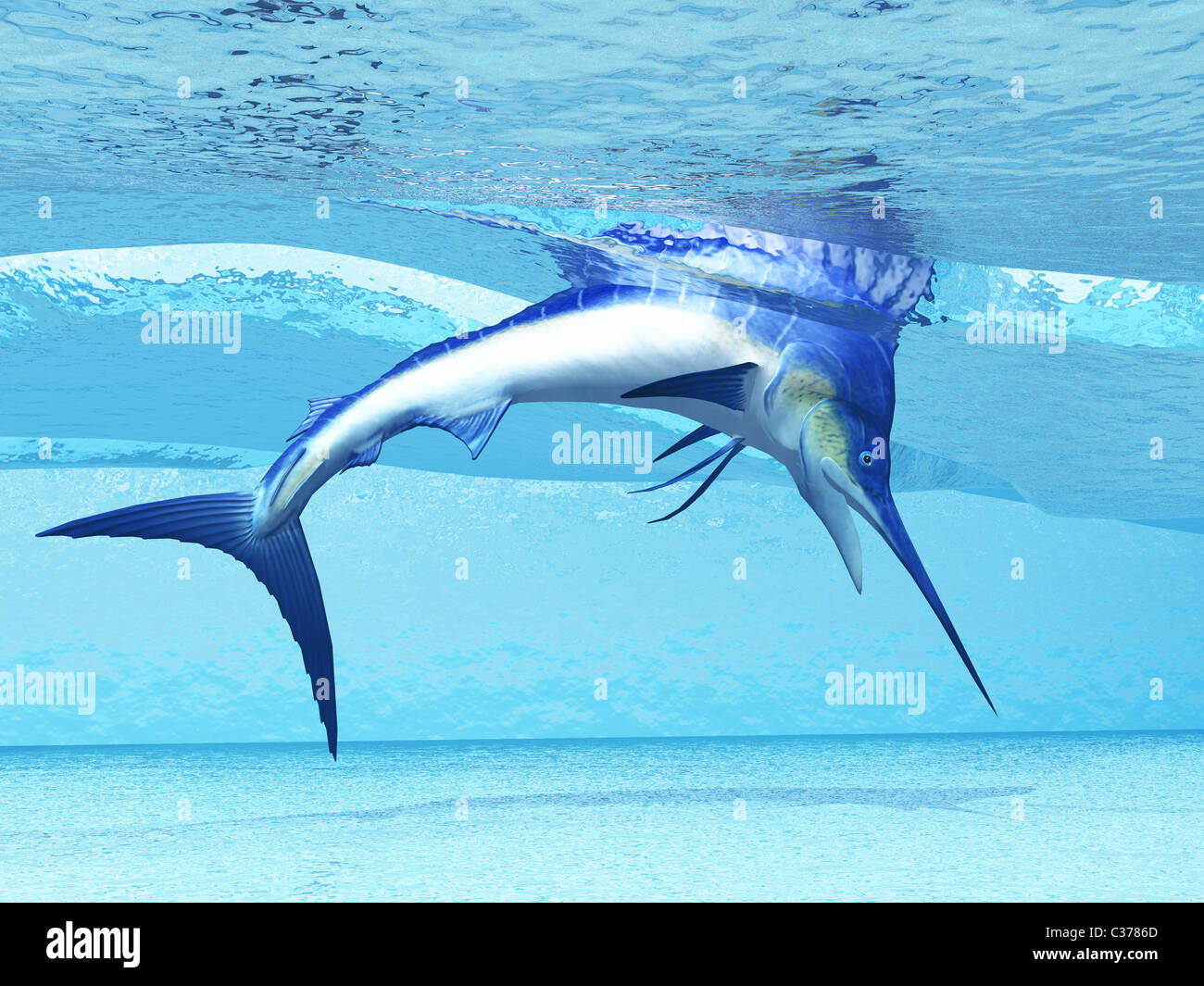 A Marlin dives in shallow waves looking for fish to eat. Stock Photo