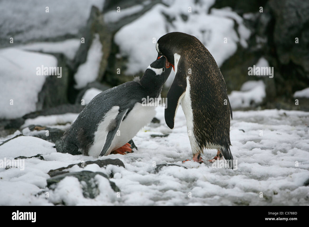 [Gentoo Penguin] [Pygoscelis papua] chick being fed krill food by its parent, [Petermann Island] [Antarctic Peninsula] Stock Photo