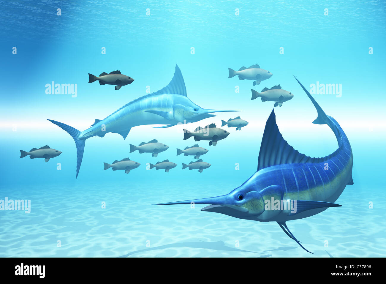 Two blue marlins circle a school of fish in ocean waters. Stock Photo