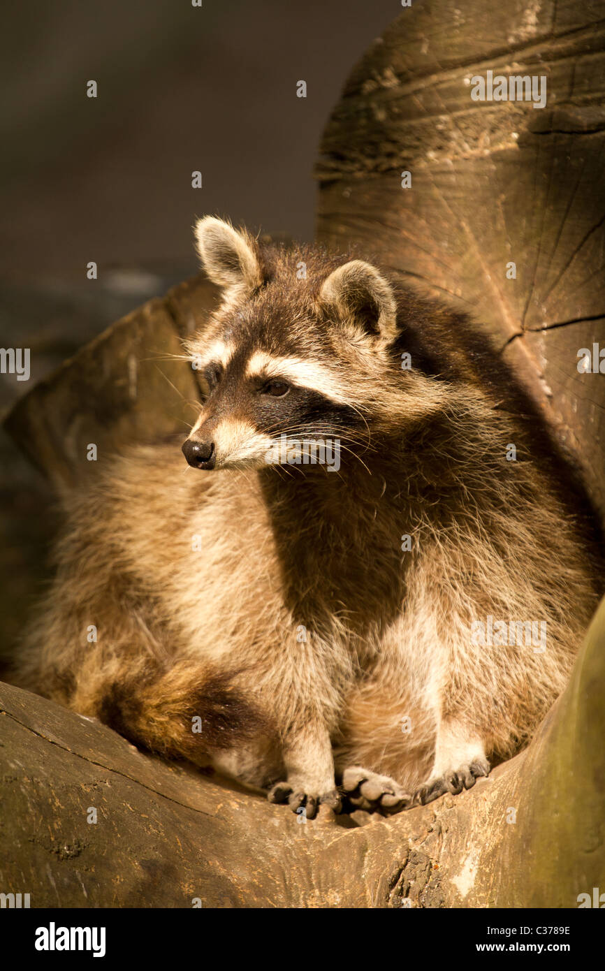 Raccoon at home Stock Photo