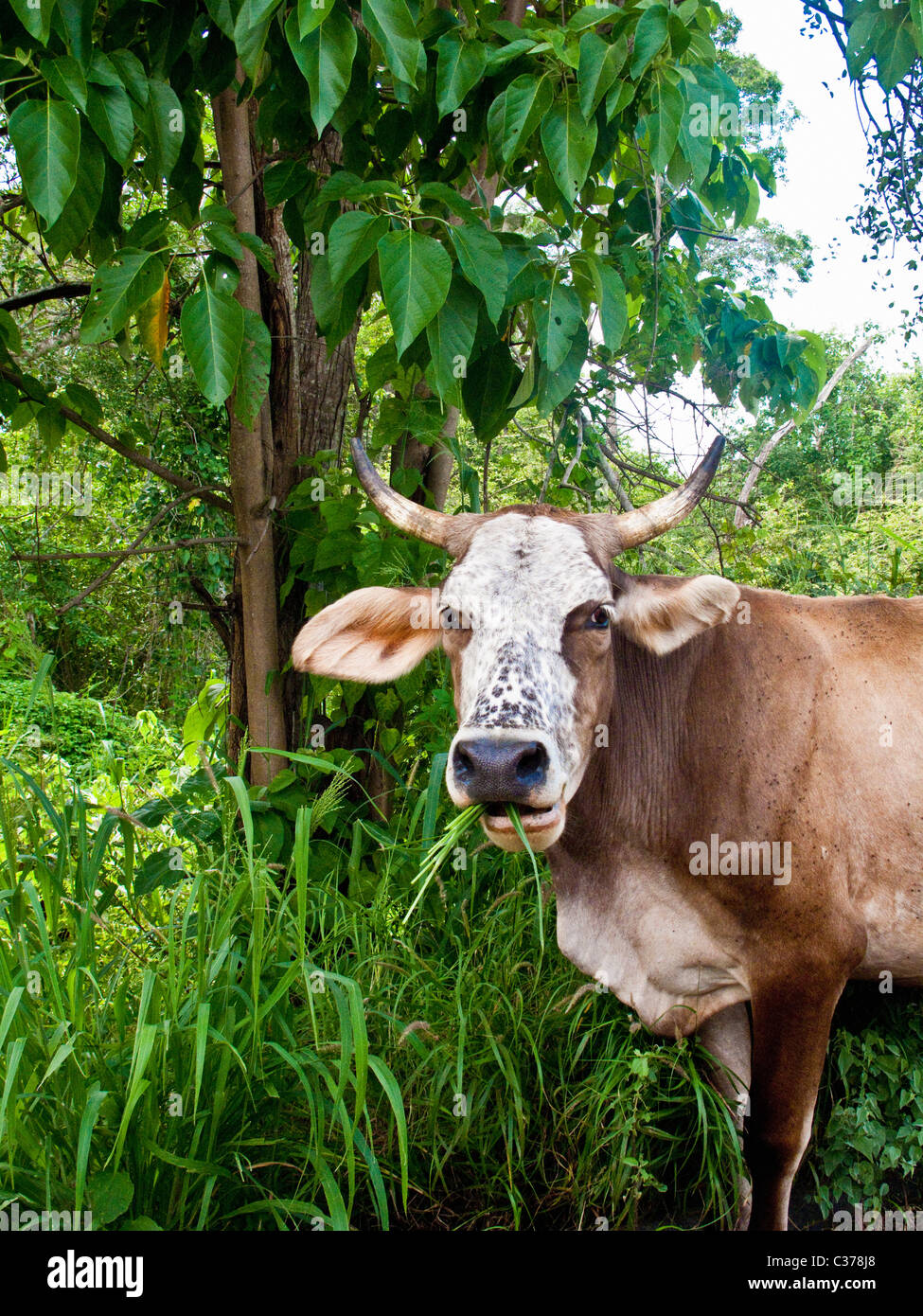 cow near jungle in mexico Stock Photo
