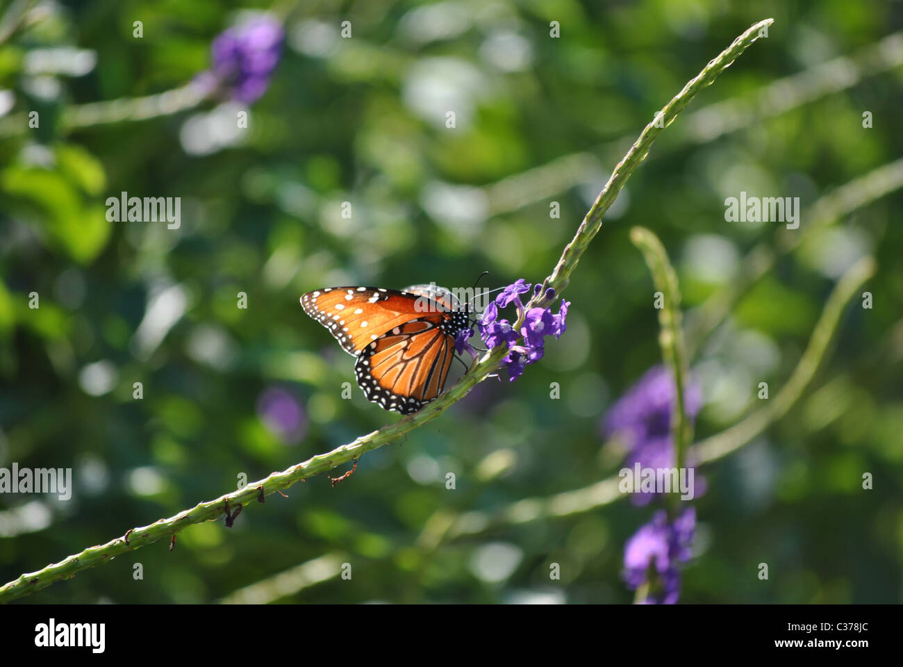 Monarch butterfly resting on flower Stock Photo - Alamy