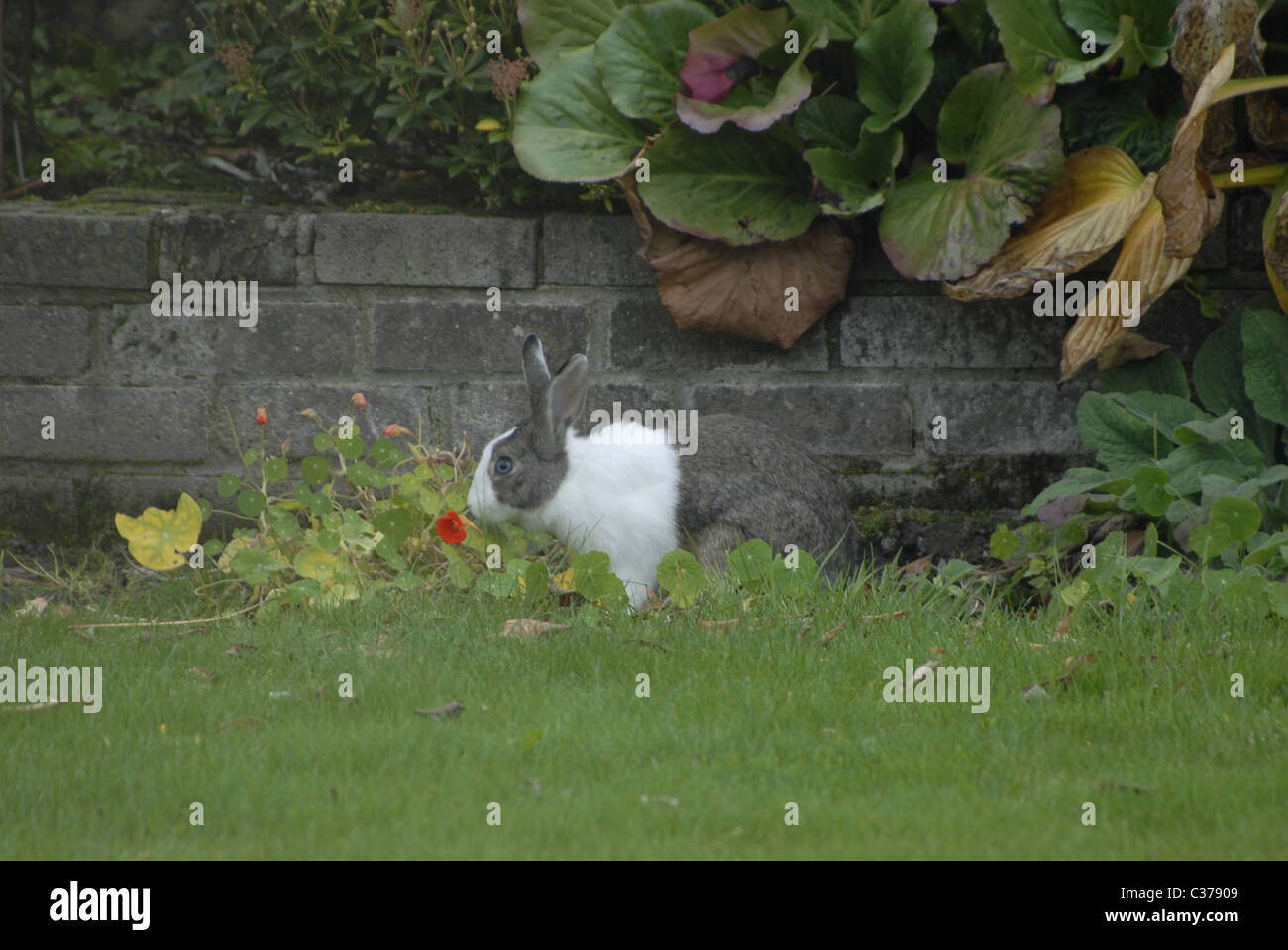Wild rabbit eating nasturtium Stock Photo Alamy