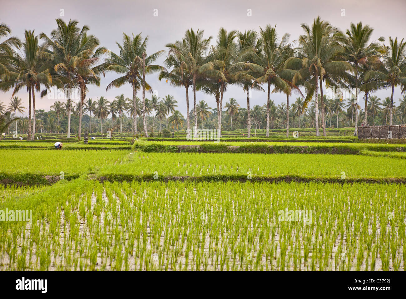 Padi fields bali hires stock photography and images Alamy