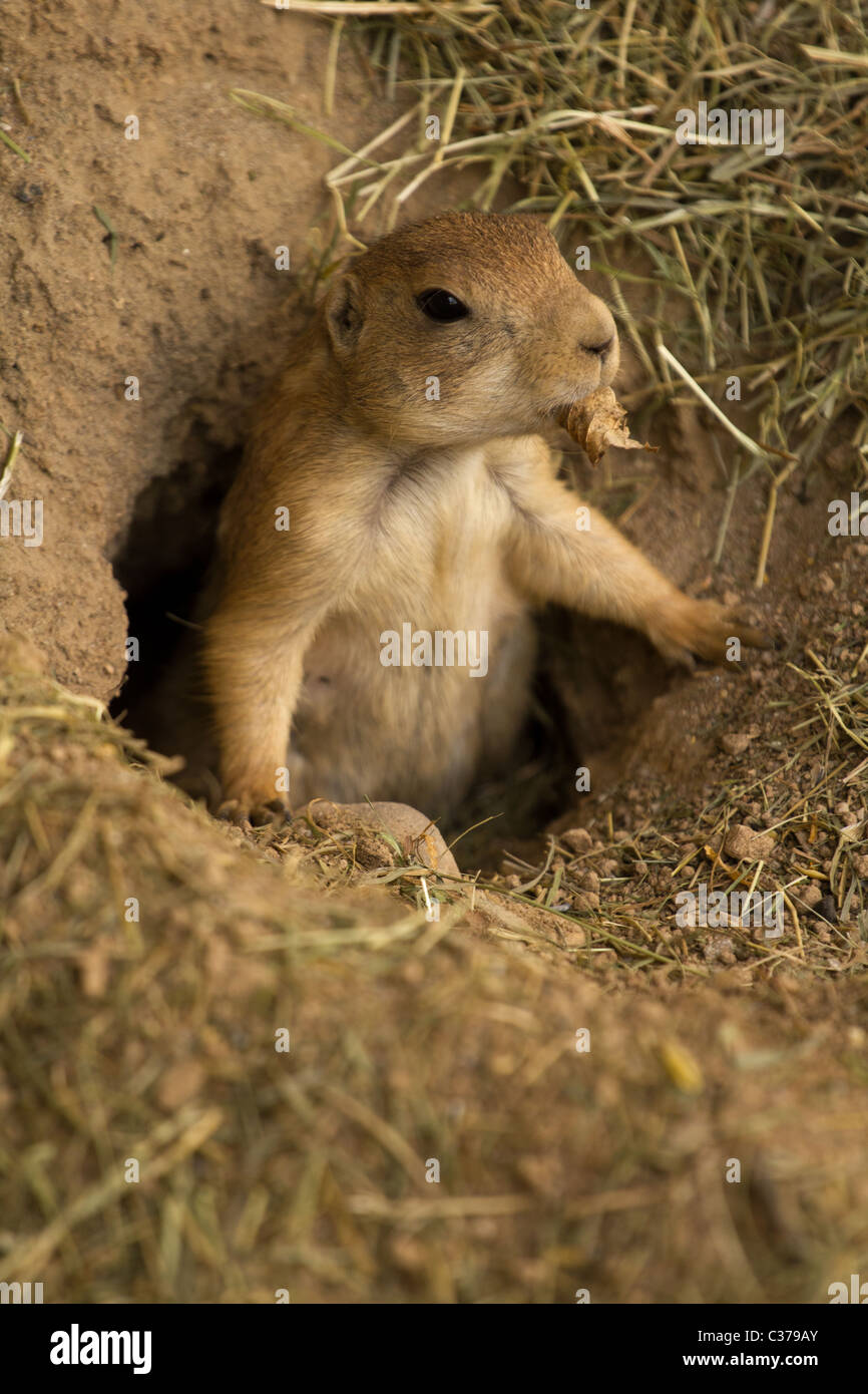Squirrel emerging from tunnel Stock Photo Alamy