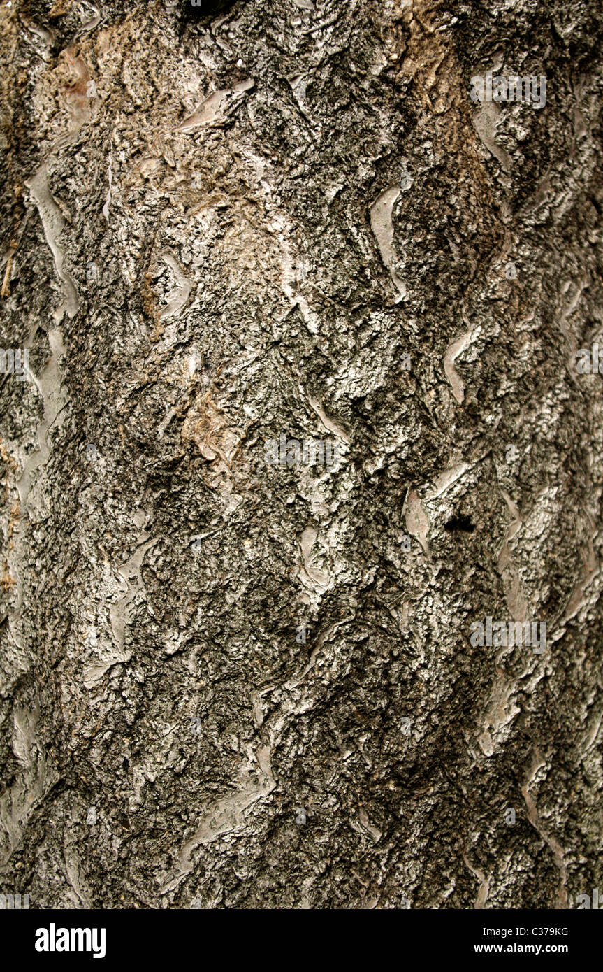 close up of dead tree bark from Liquidambar styraciflua L. common name Sweetgum Stock Photo Alamy