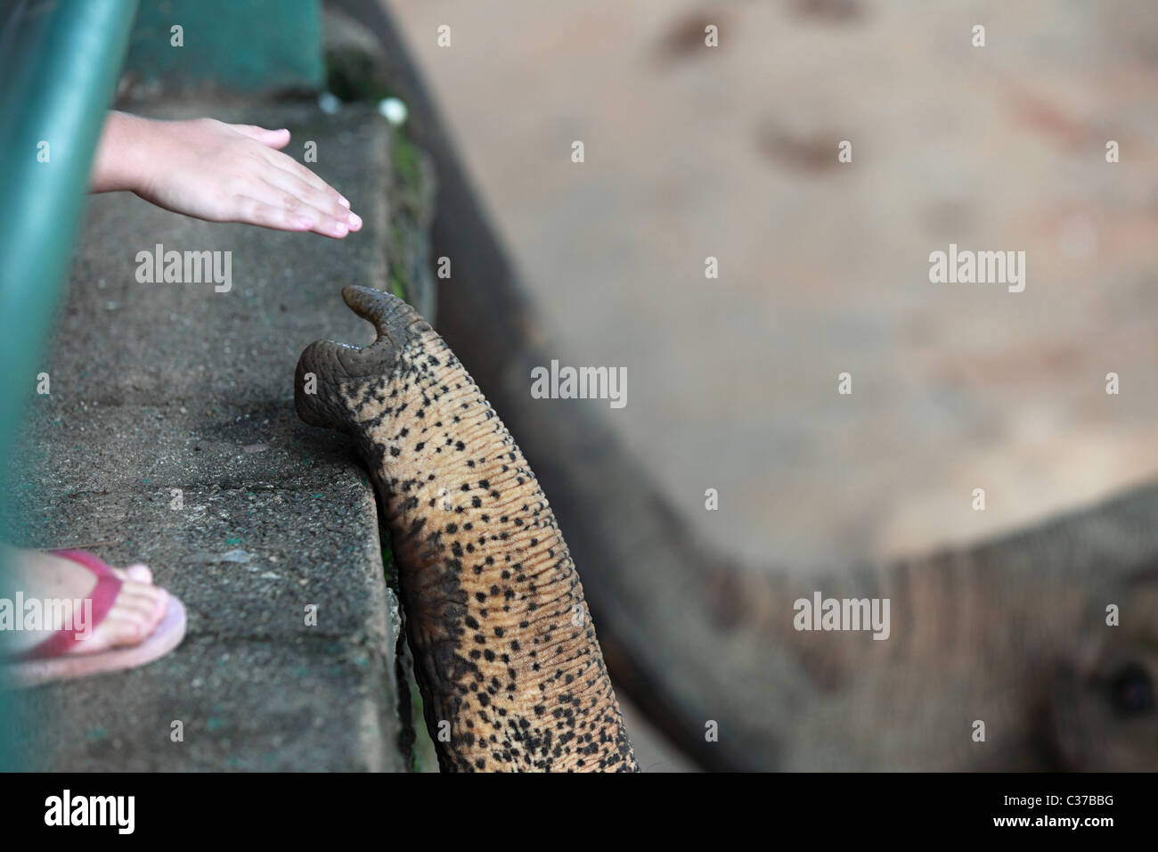 Kandy sri lanka elephant hi-res stock photography and images - Alamy
