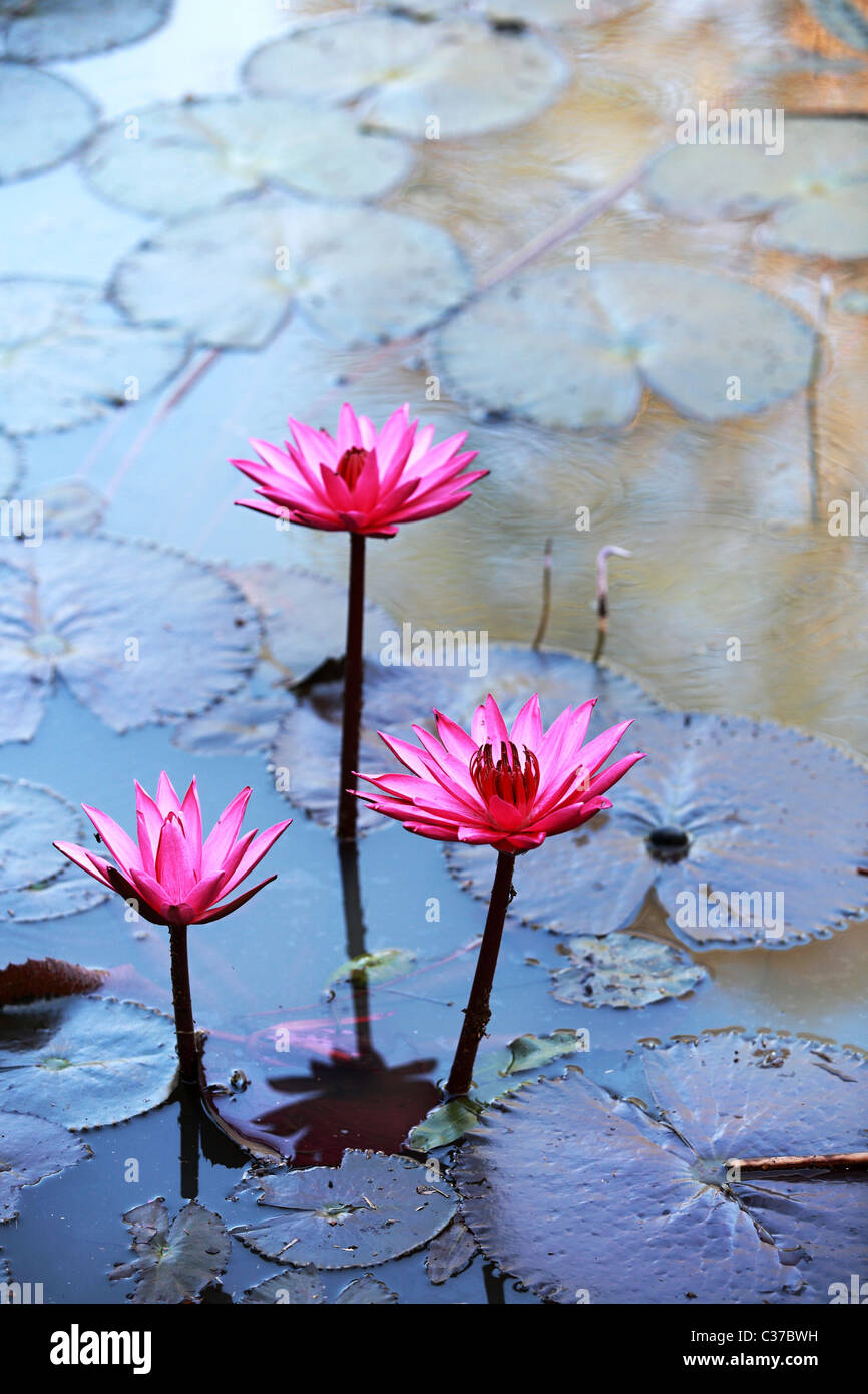 Water lilies , the national flower of Sri Lanka Asia Stock Photo Alamy