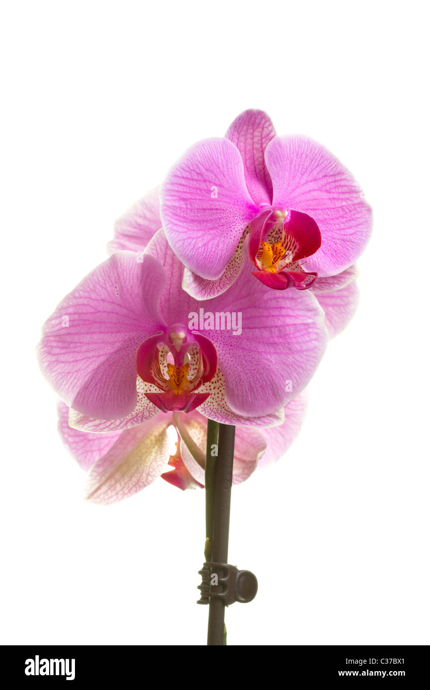 pink orchid isolated on white Stock Photo - Alamy
