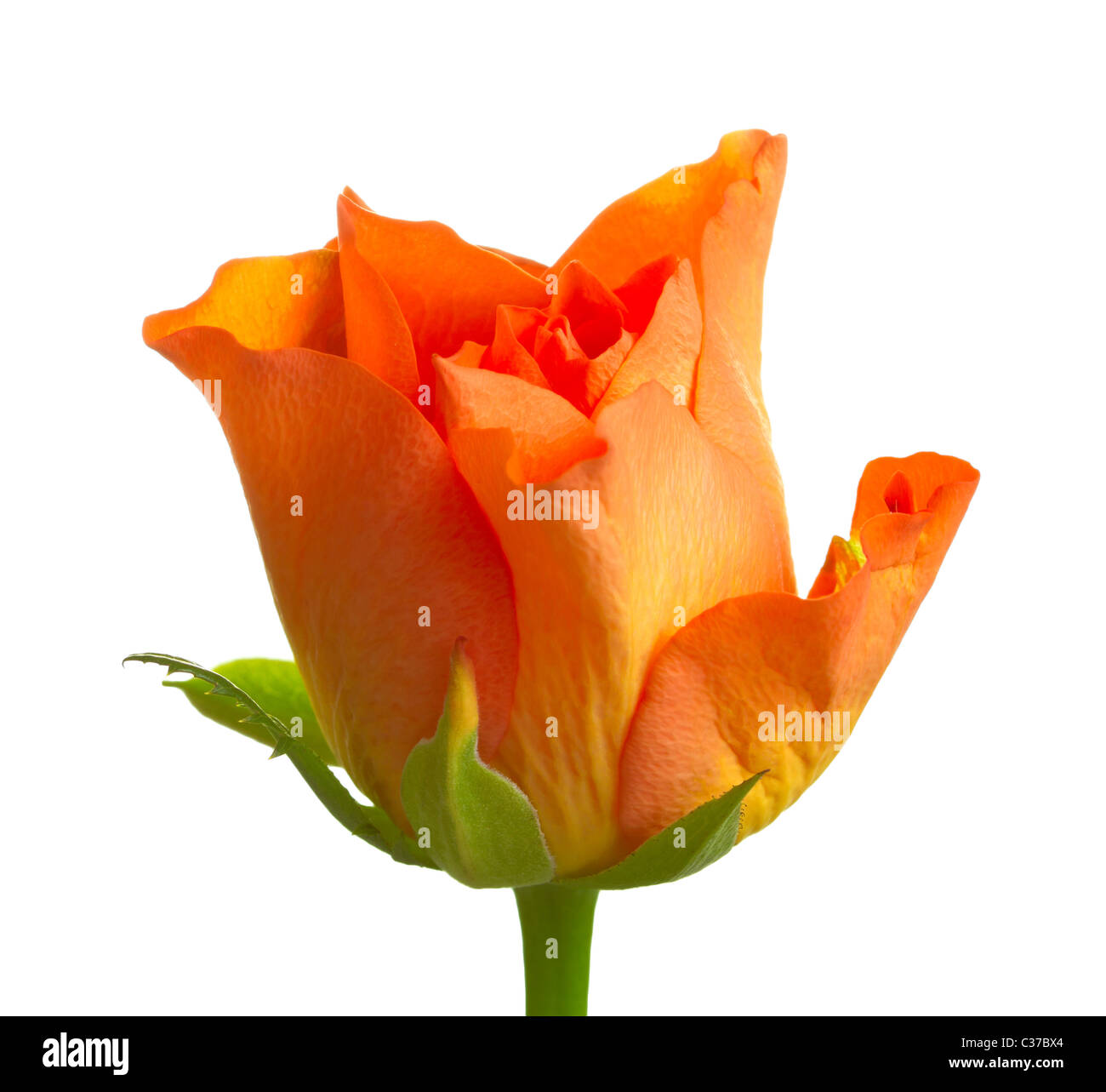 orange roses isolated on white Stock Photo Alamy