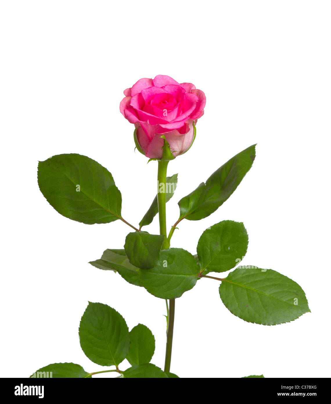 red rose isolated on white Stock Photo - Alamy