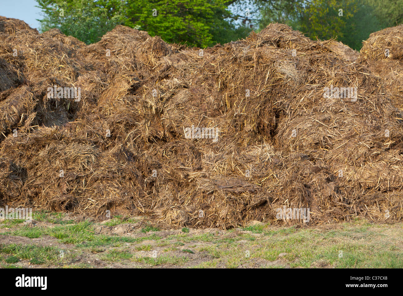 Dung straw heap in field Stock Photo - Alamy