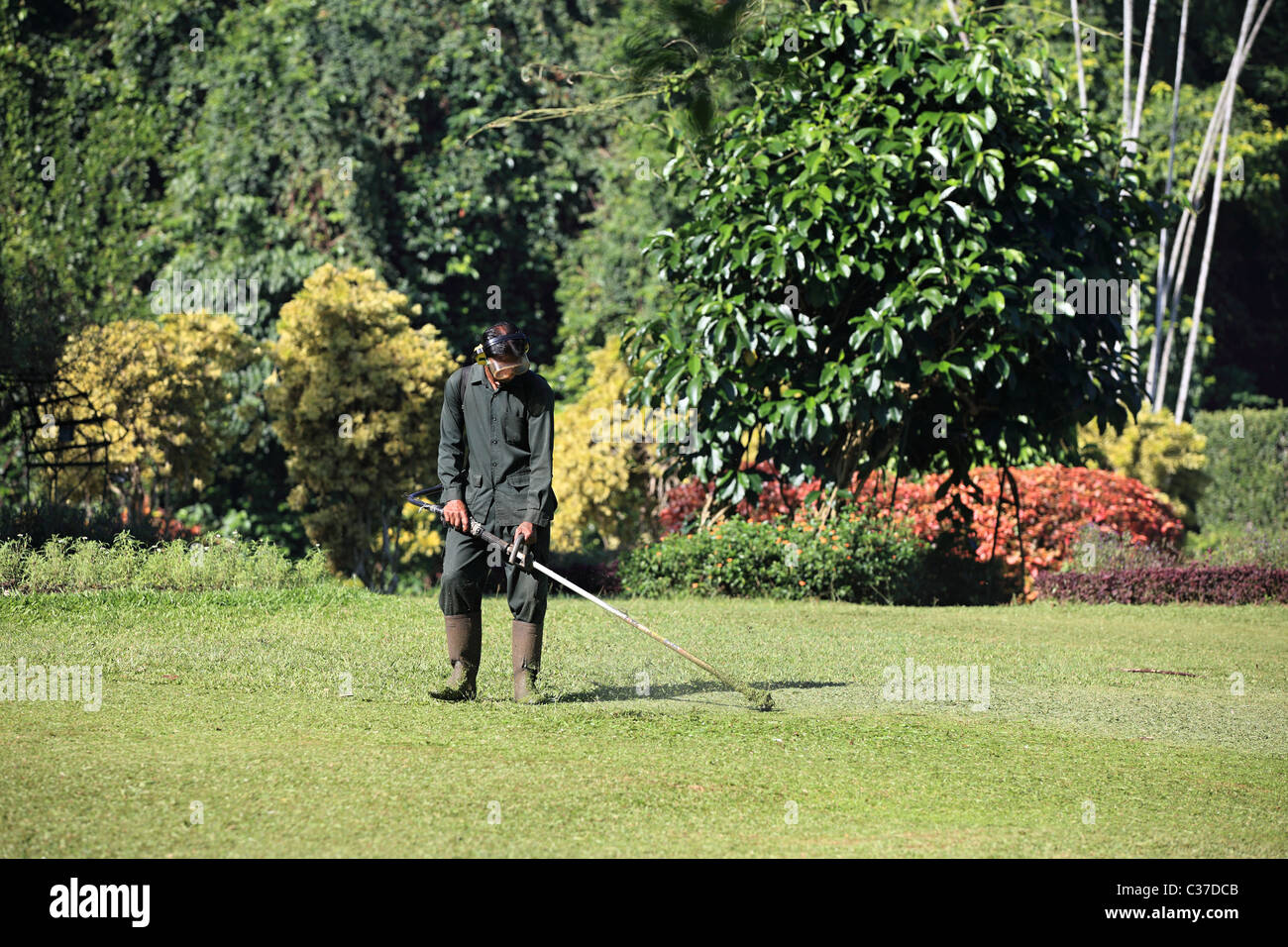 man cutting grass in a garden in Sri Lanka Stock Photo Alamy