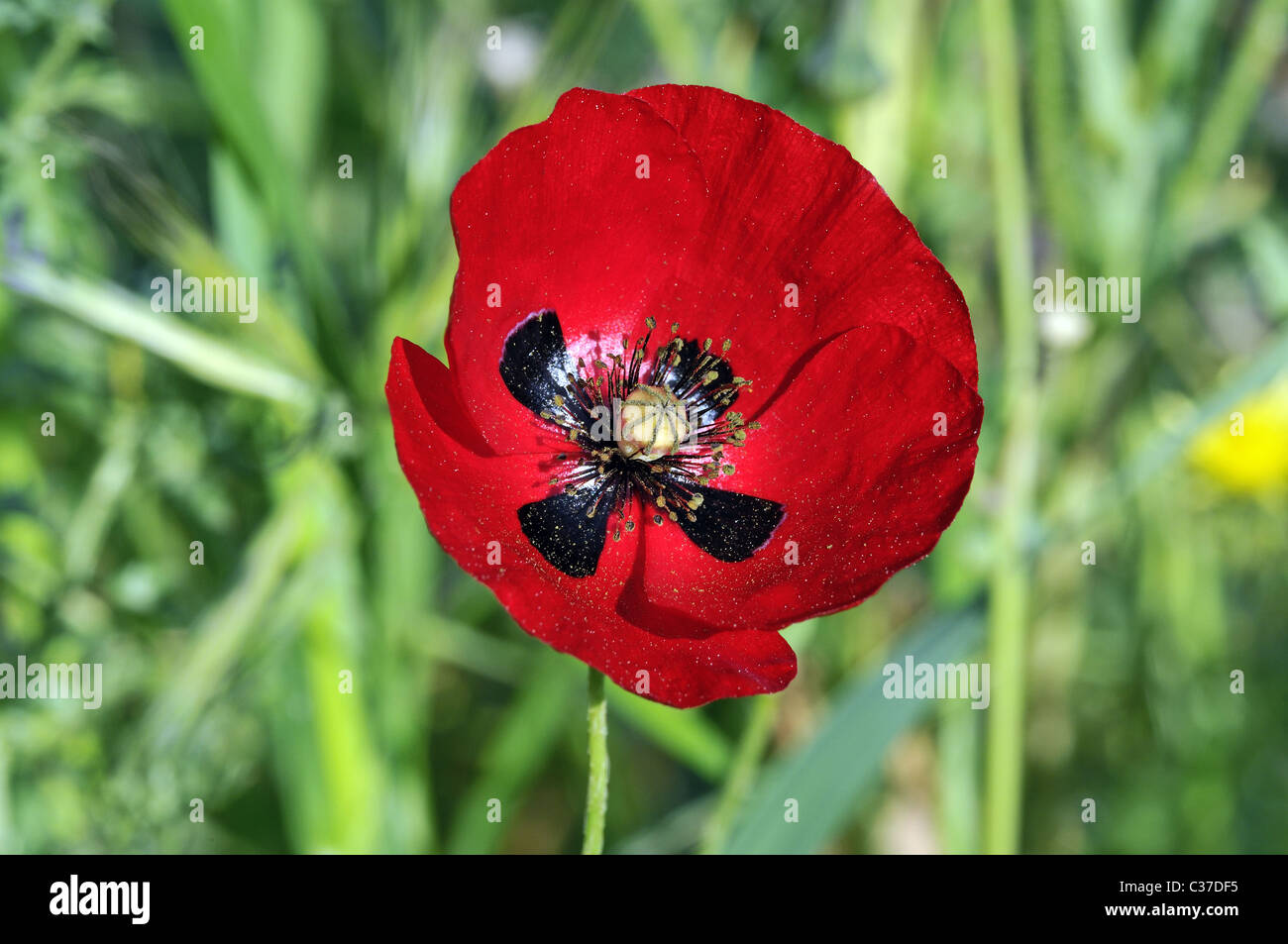 Wild flowers of Greece during springtime, poppy Stock Photo - Alamy