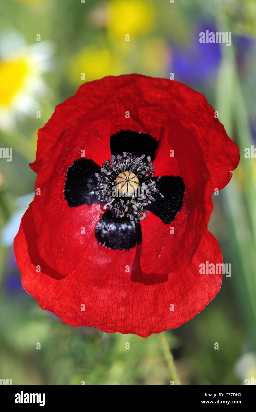 Wild flowers of Greece during springtime, poppy Stock Photo - Alamy