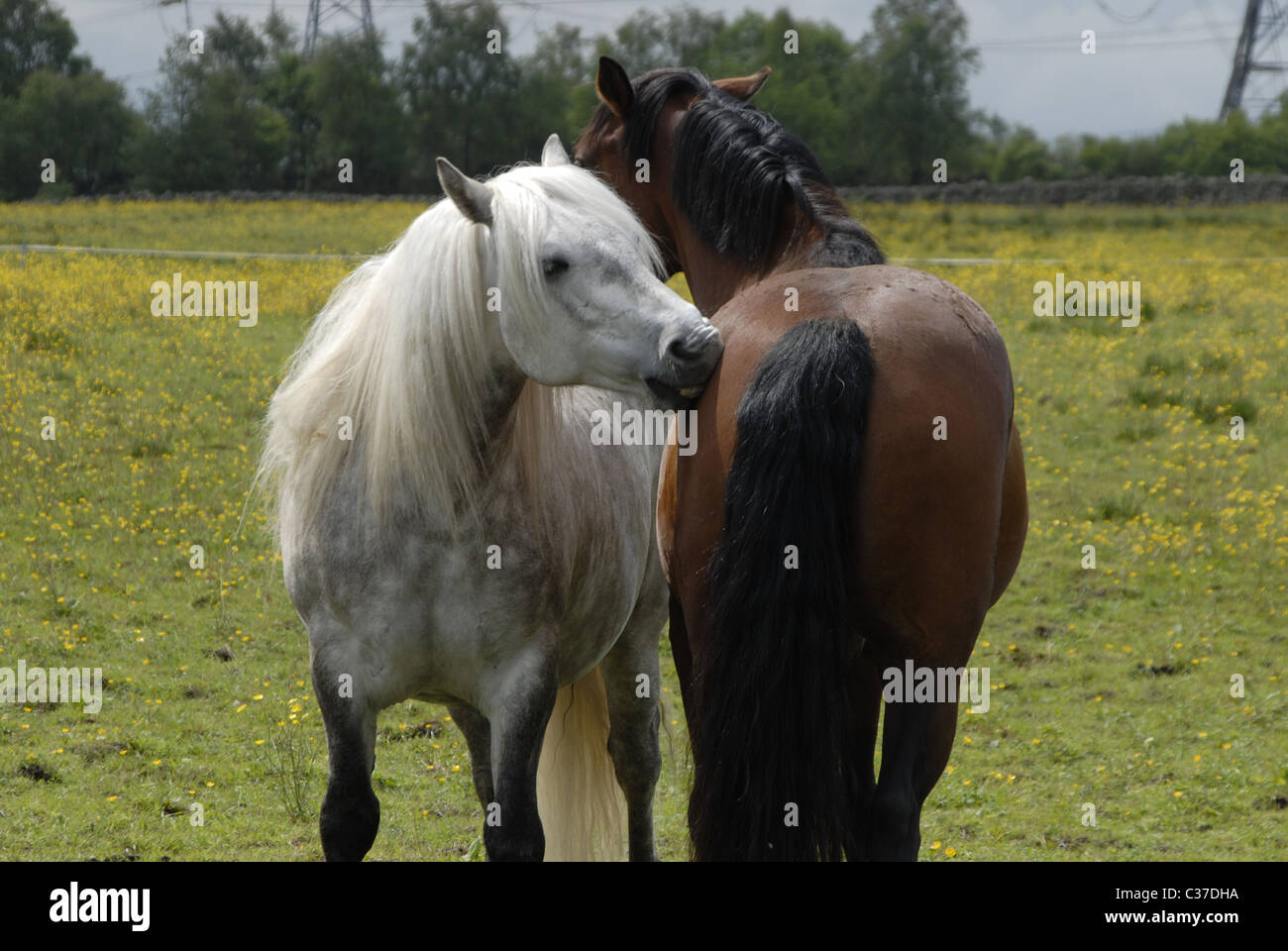Horses grooming each other Stock Photo Alamy