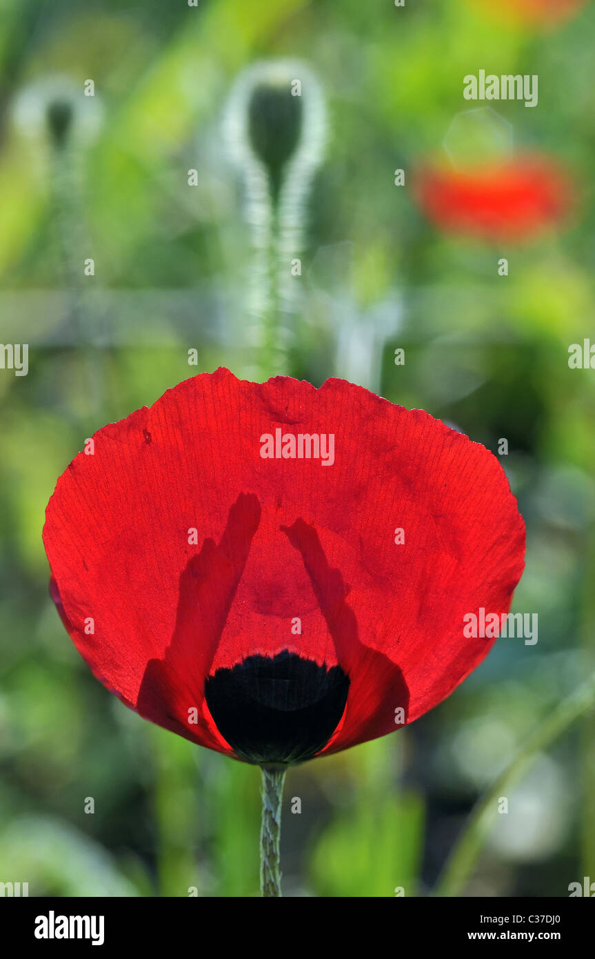 Wild flowers of Greece during springtime, poppy Stock Photo - Alamy