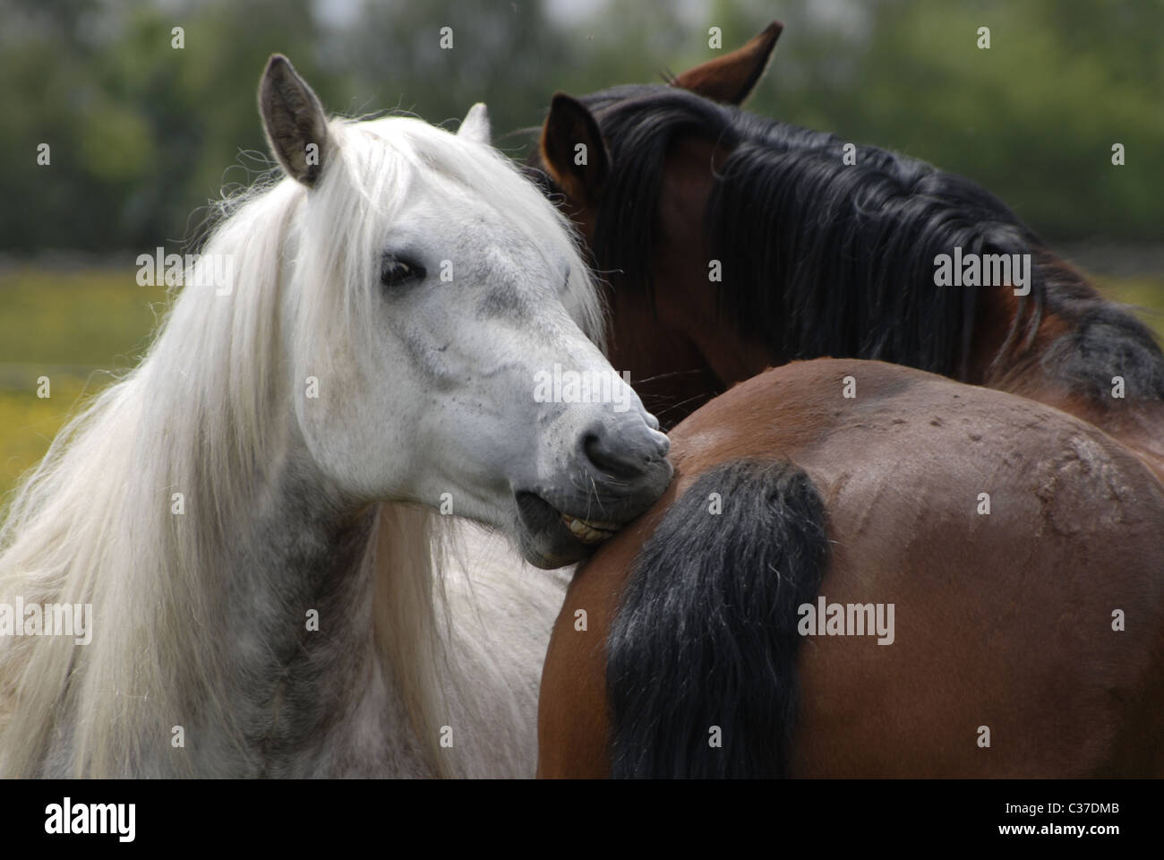 Horses grooming each other Stock Photo Alamy