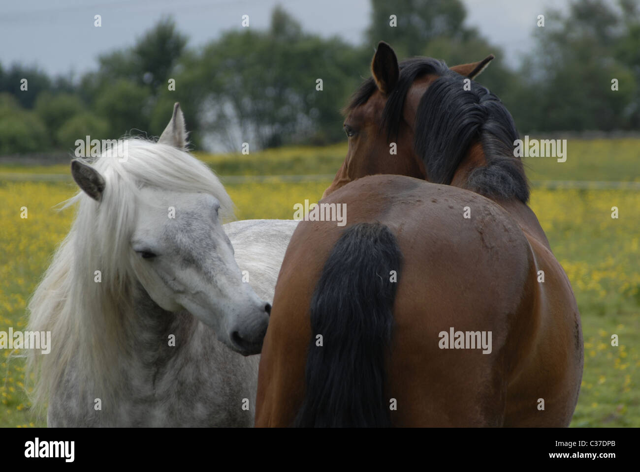 Horses grooming each other Stock Photo Alamy
