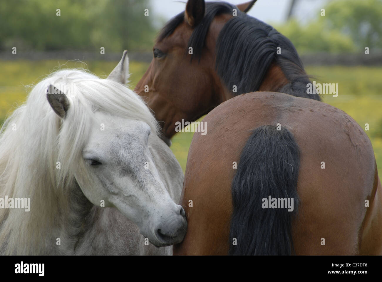 Horses grooming each other Stock Photo Alamy