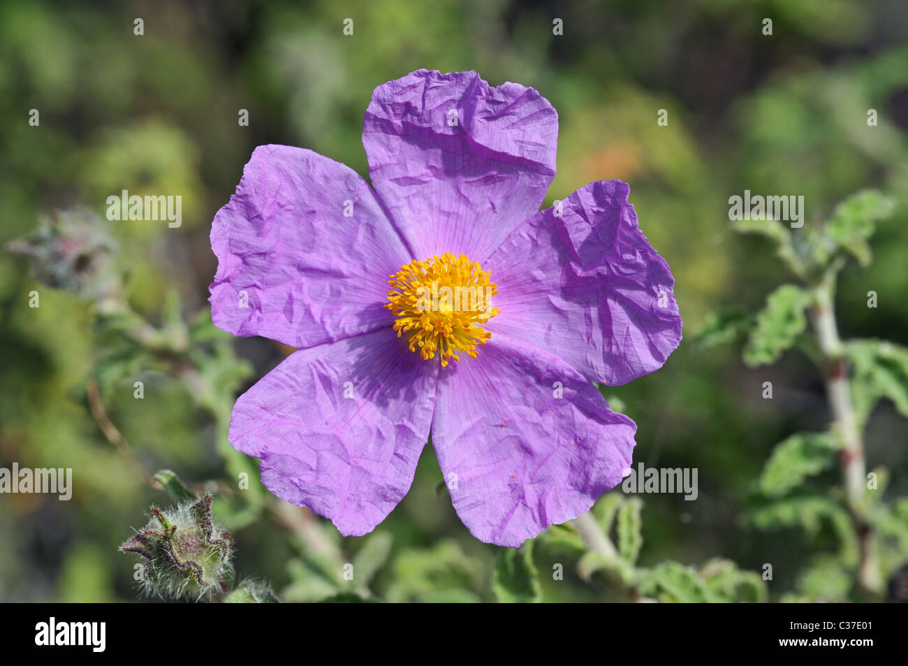 Wild flowers of Greece during springtime, rockrose Stock Photo Alamy