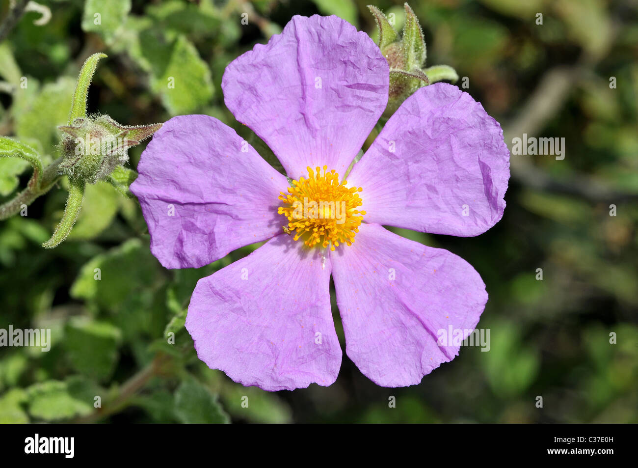 Wild flowers of Greece during springtime, rockrose Stock Photo Alamy