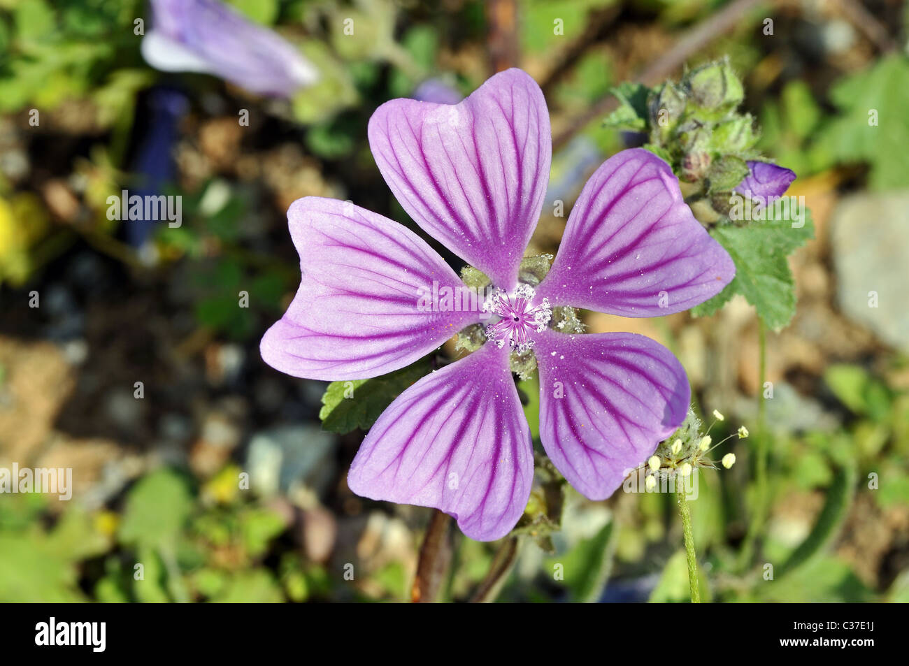 Wild flowers of Greece during springtime, common mallow Stock Photo Alamy