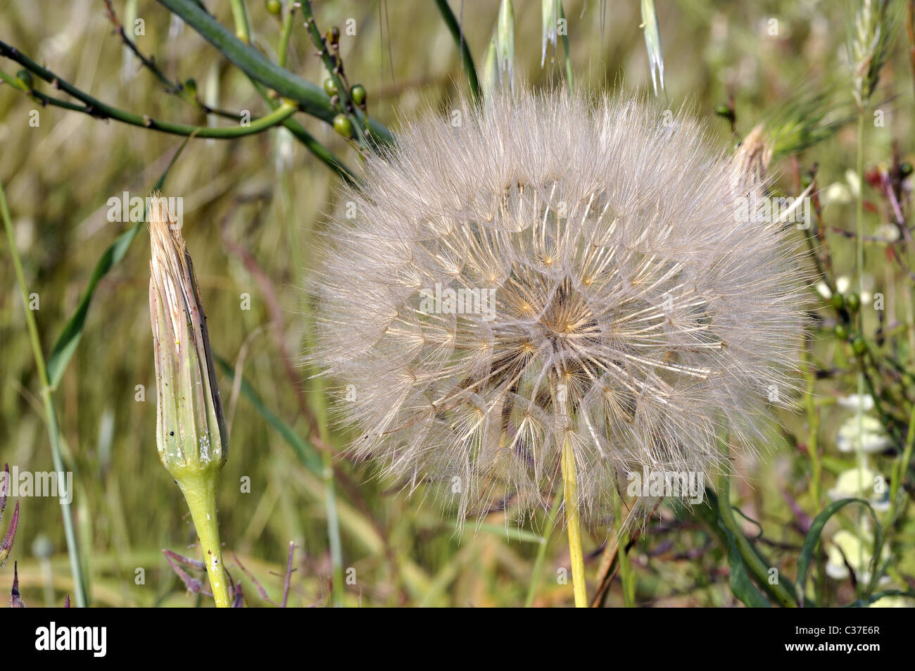 Wild flowers of Greece during springtime, aster squamatus Stock Photo