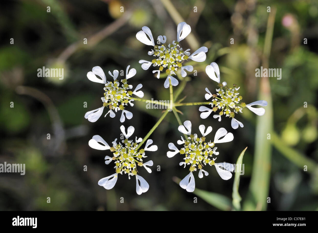 Wild flowers of Greece during springtime, tordylium; Stock Photo