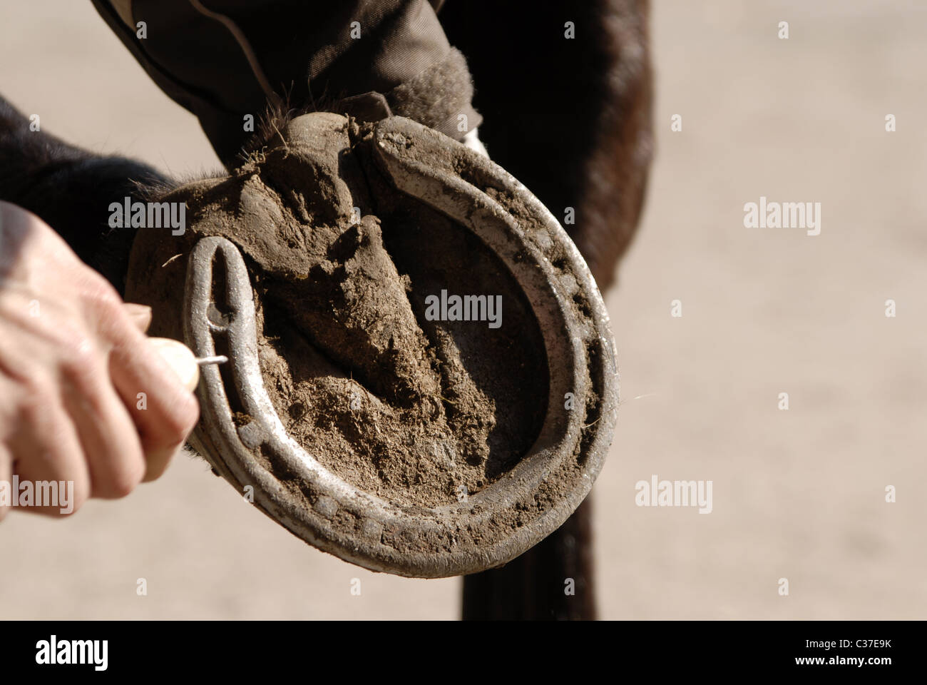 Horse studs hires stock photography and images Alamy