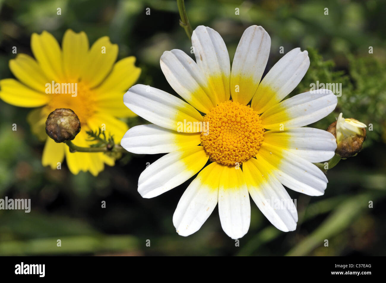 Wild flowers of Greece during springtime, crown daisy Stock Photo Alamy