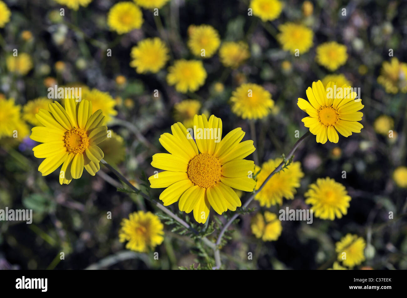 Wild flowers of Greece during springtime, crown daisies Stock Photo Alamy